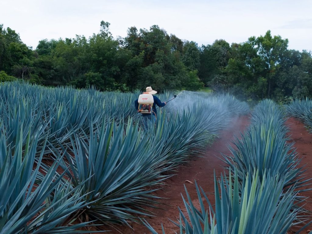 Agricultor de agave