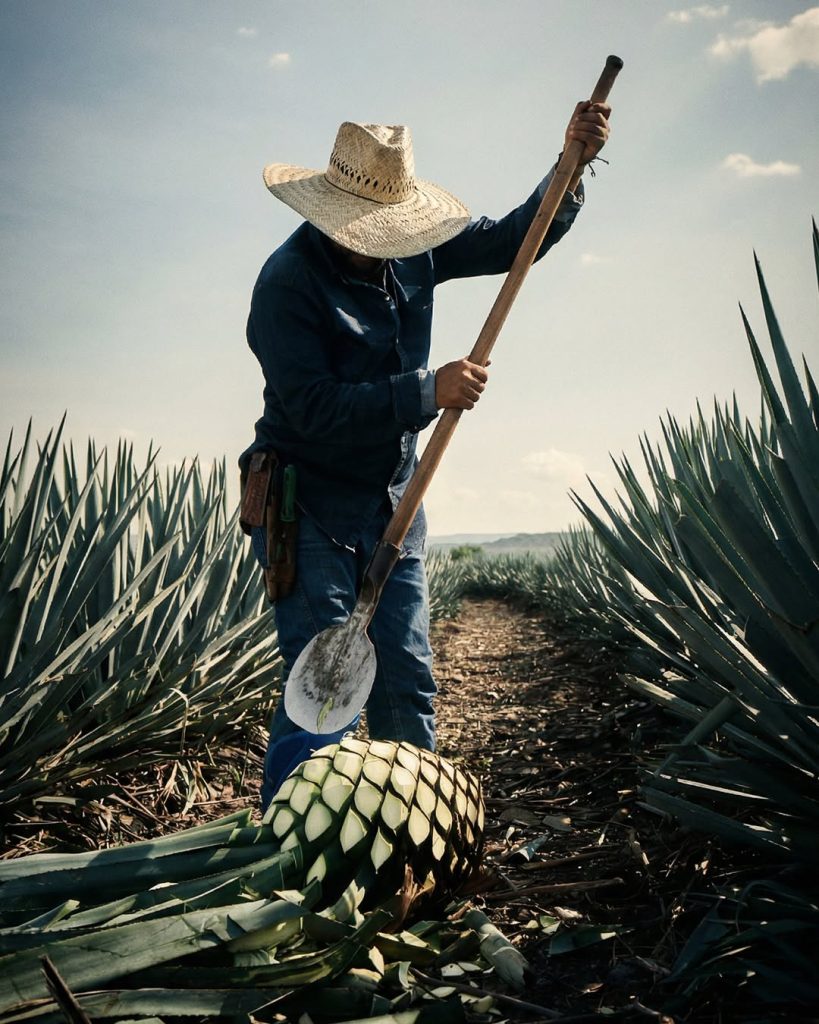 Jimador jimando un agave