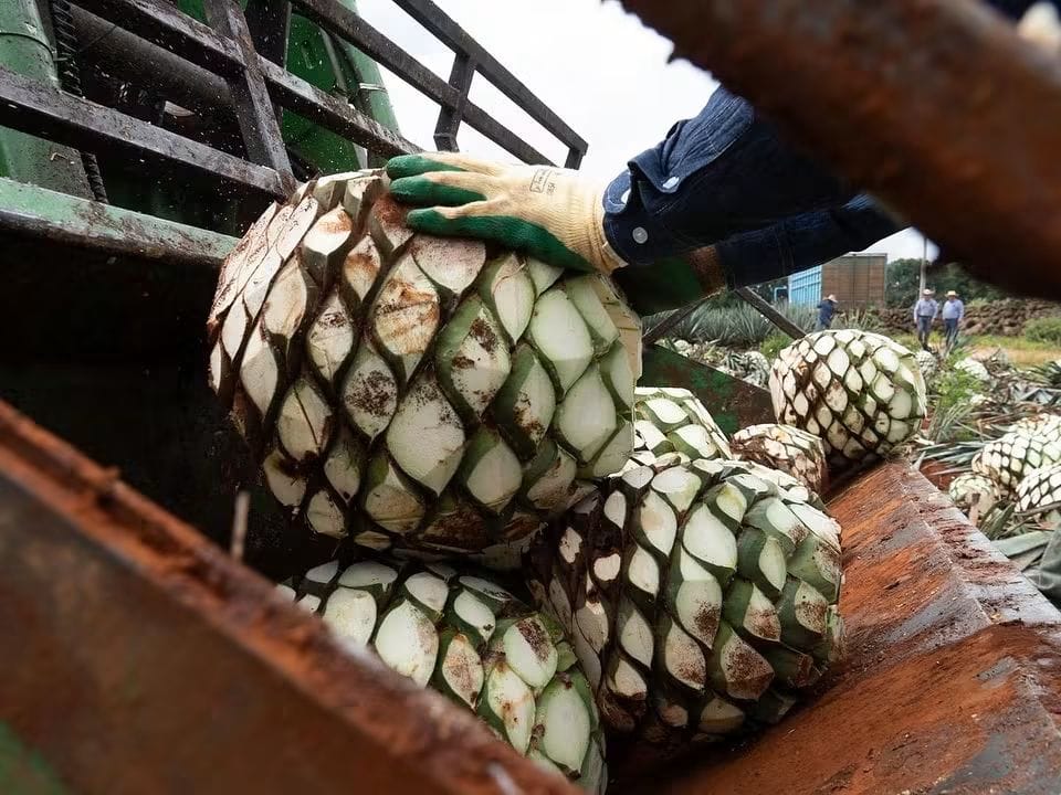 Cuidado en el manejo del agave